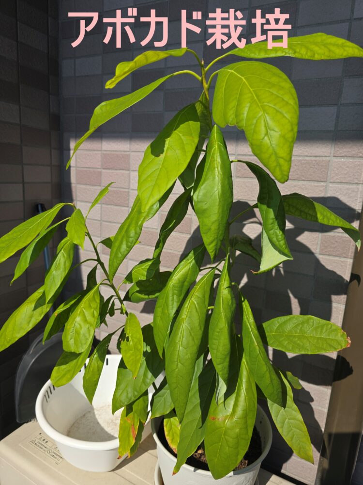 アボカド栽培,種から育てる,青々,木になり収穫